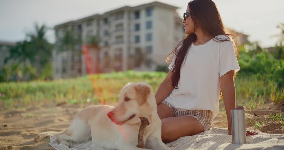 A happy golden retriever chews on a stick while relaxing on a sandy beach with its owner at sunset