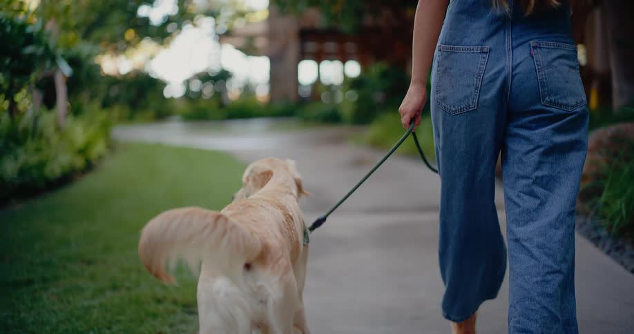 Rear view of a happy golden retriever wagging its tail while being walked on a leash by its owner in slow motion