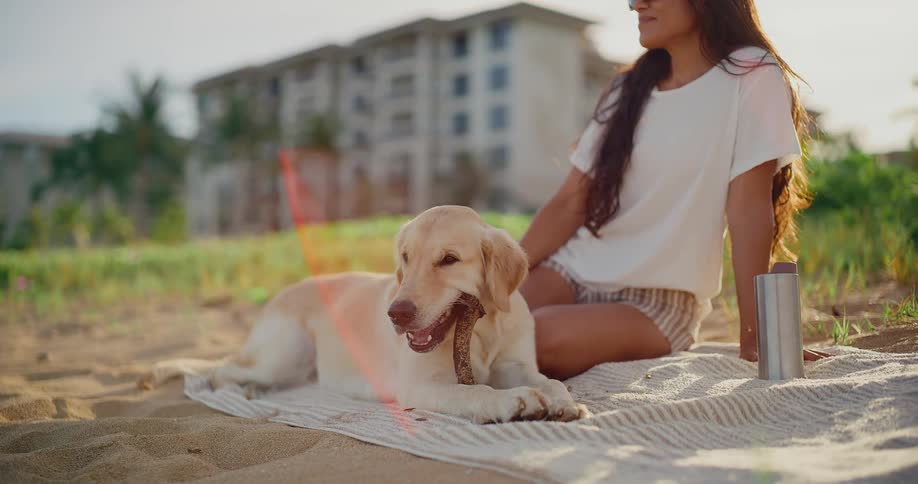 An adorable golden retriever dog relaxes on a beach towel, happily chewing on a stick next to its owner on a sunny day
