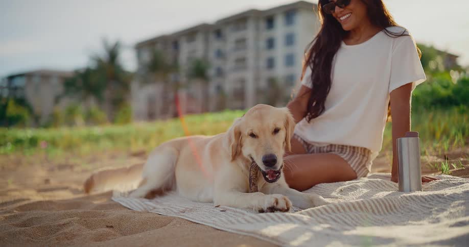 A cute golden retriever chews on a stick while relaxing on the beach with its owner on a sunny afternoon
