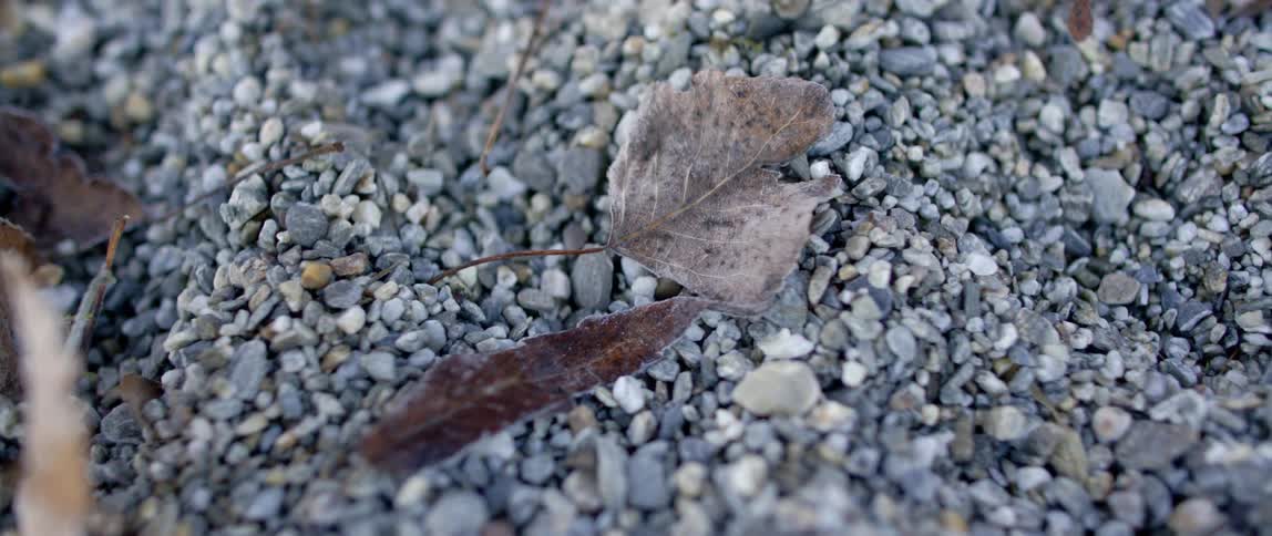 Brown leaves sit on top of gravel