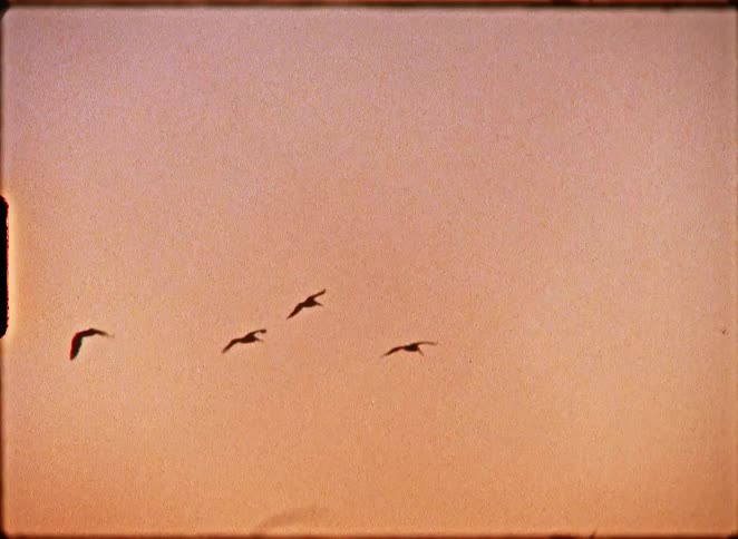 Vintage Super 8 film captures a flock of silhouetted birds flying in formation against a warm sunset sky