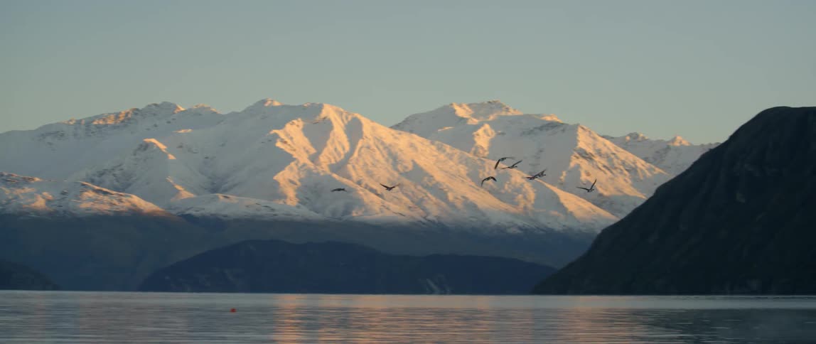 A flock of birds flies over a lake