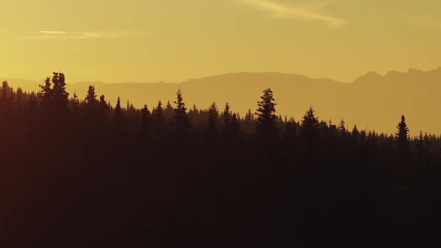 A tranquil view of a silhouetted evergreen forest against a golden sky with hazy mountains in the background at sunset