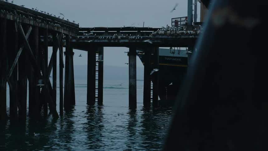 Seagulls fly in slow motion around a dark, moody pier as a boat travels in the background