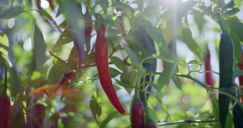 Sunlight streams through the leaves of a chili pepper plant, creating a lens flare that illuminates a ripe red pepper