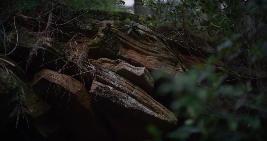 A close-up view of a layered rock formation partially covered in moss and surrounded by lush green foliage in a dark forest