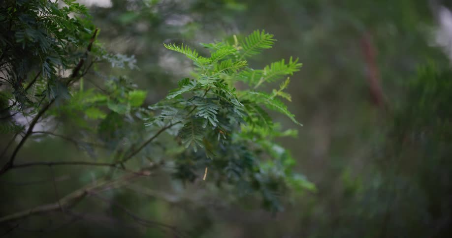 Lush green leaves on a tree branch are in sharp focus against a beautifully blurred natural background