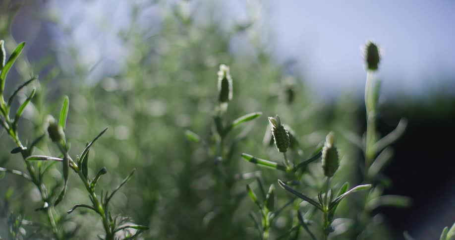 Close-up of backlit green lavender plant buds swaying gently in the breeze with a soft, out-of-focus background