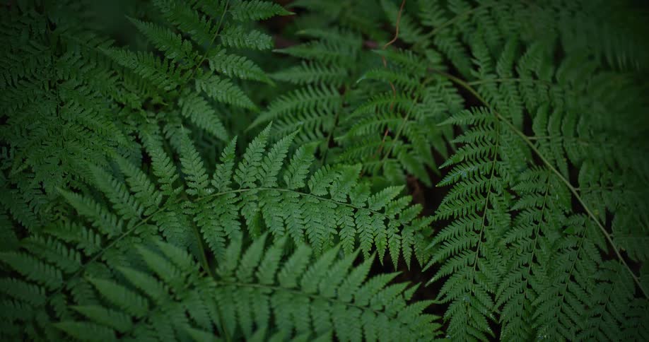 A tranquil close-up shot of vibrant green fern leaves in a serene forest setting