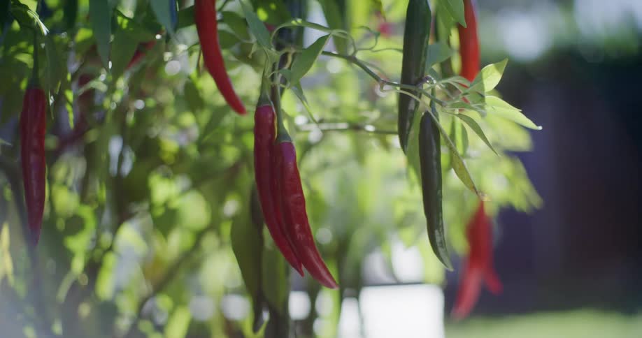Vibrant red and green chili peppers hang from a lush plant, basking in the warm sunlight of a garden