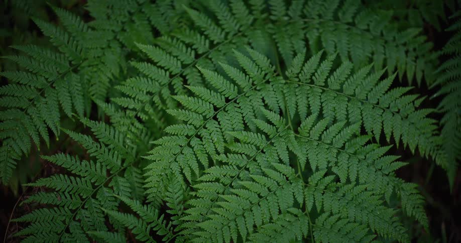 A close-up view of lush, green fern fronds covering the forest floor
