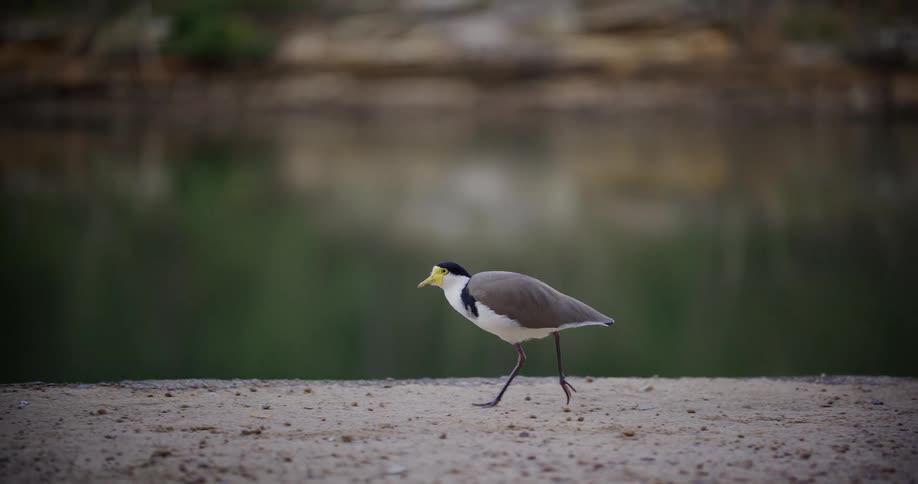A cinemagraph of a Masked Lapwing bird walking in slow motion along a sandy path next to a calm pond