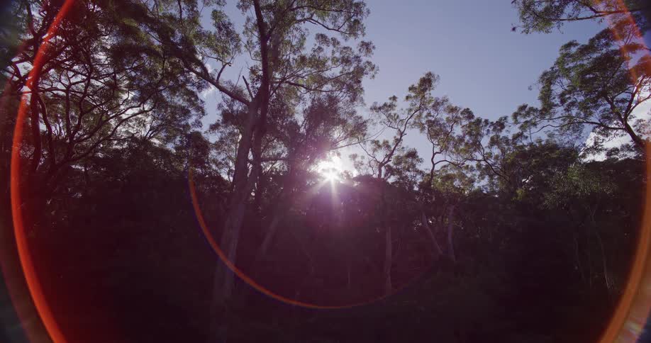 Sunlight streams through the treetops in a tranquil forest, creating a warm, stylized lens flare
