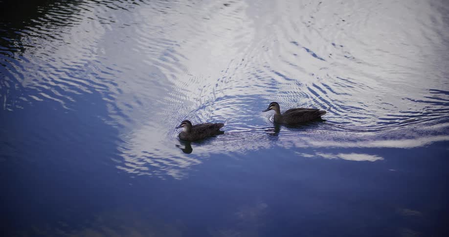 Two ducks gracefully swim across a calm pond in slow motion, their movements creating gentle ripples on the water's reflective surface