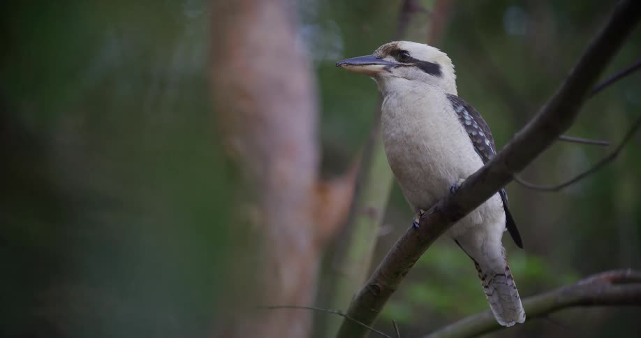 A Laughing Kookaburra perches on a tree branch in the Australian bush