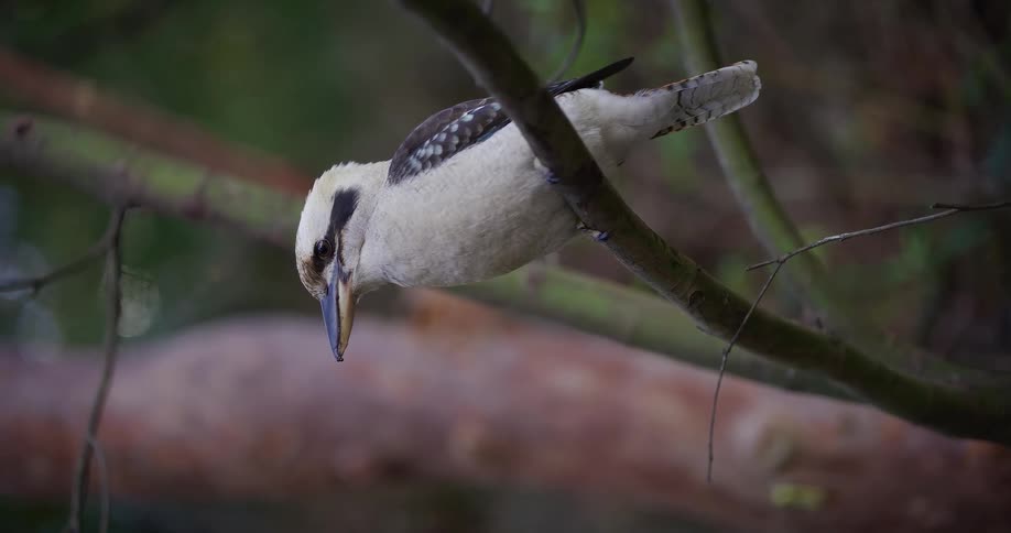 A static close-up shot of a Laughing Kookaburra perched on a branch looking down