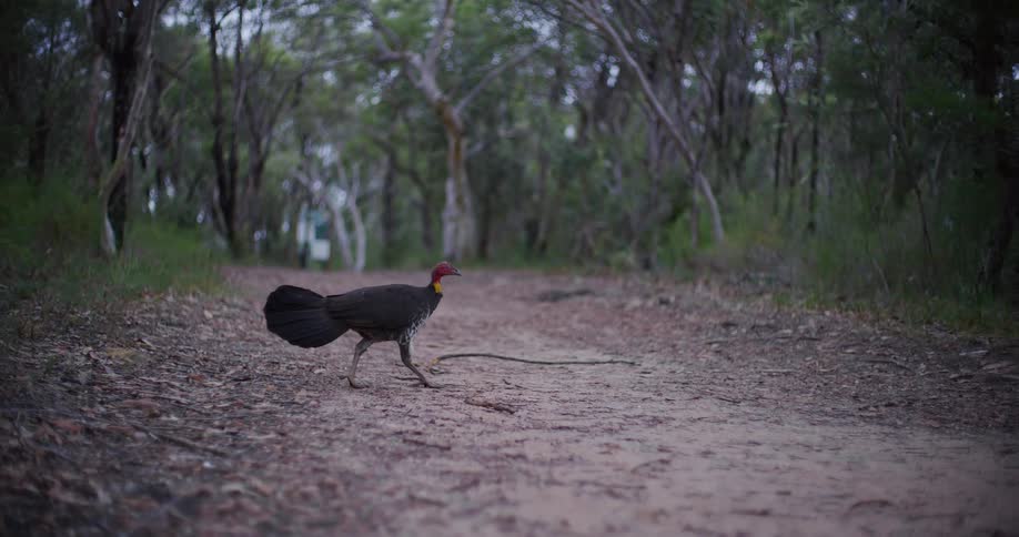 An Australian brushturkey walks in slow motion along a dirt path in the native bushland