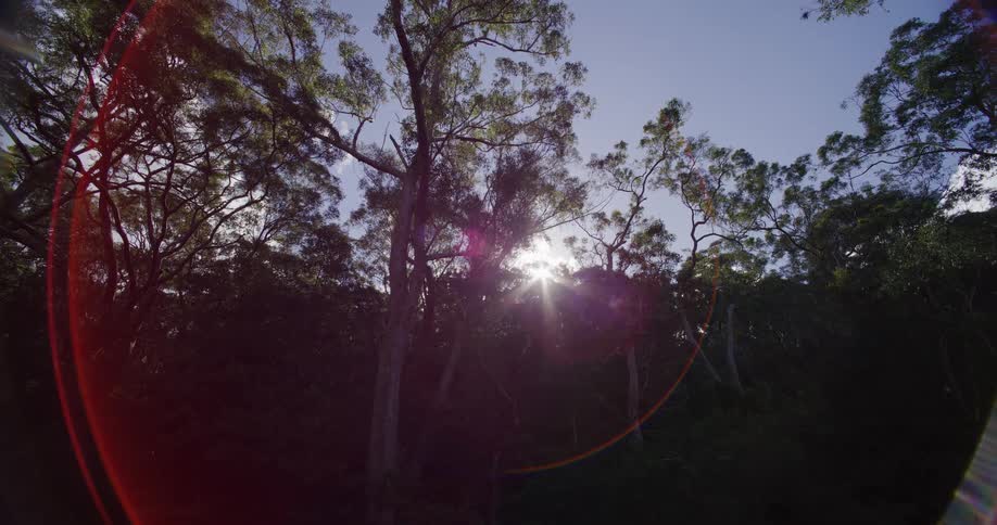 Sunlight flares through the canopy of tall trees in a dense forest, creating a warm, circular lens flare