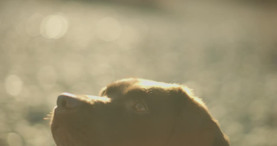 A dog is looking up on a sunny day