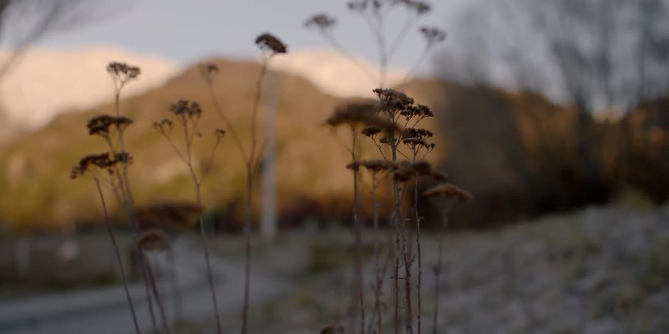 Close up of some weeds with a path and a mountain in the background