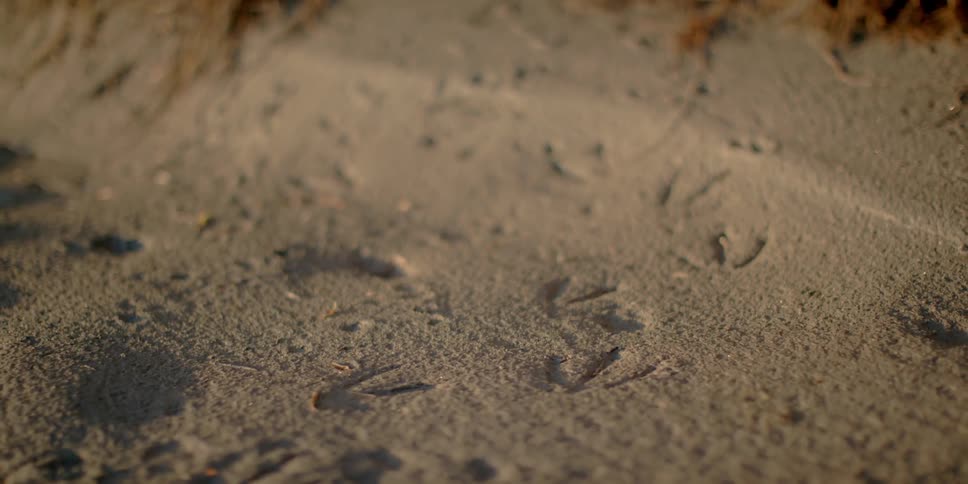 Small bird prints are in the sand