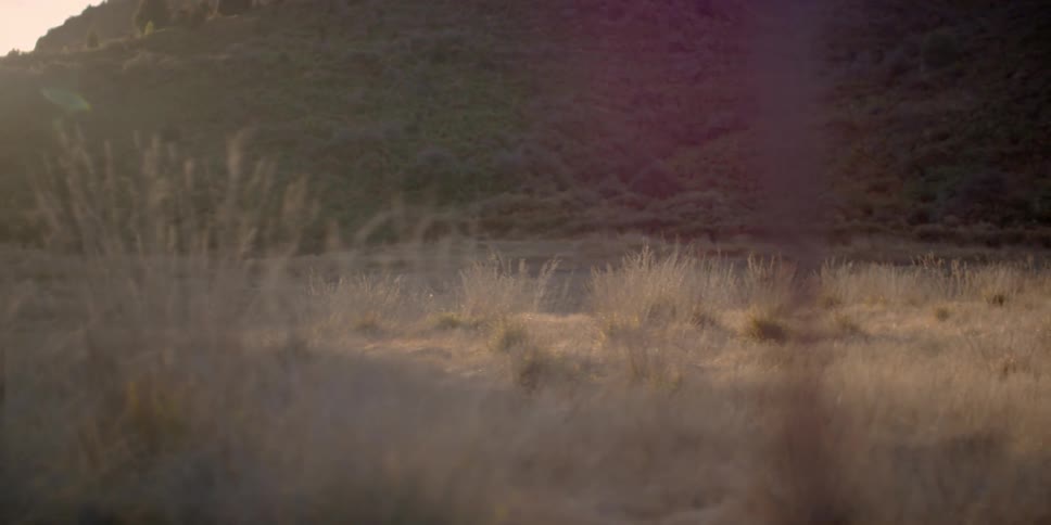 Sunlight shines on a grassy field