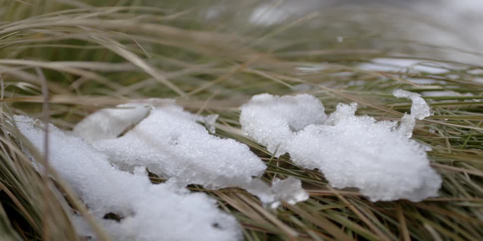 The tall grass is covered with snow