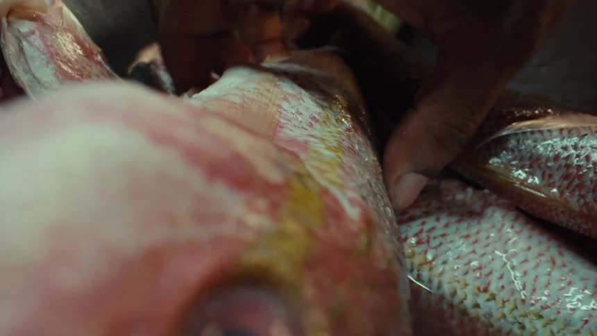 A close-up shot of fresh, whole red fish being handled and prepared in a metal bowl