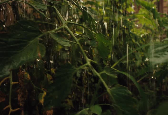 Close-up slow motion shot of a refreshing shower of water nurturing green garden plants