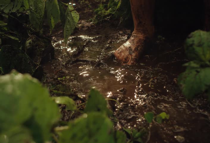 A close-up slow-motion shot shows a person's bare feet squishing through a muddy, watery path surrounded by lush green plants