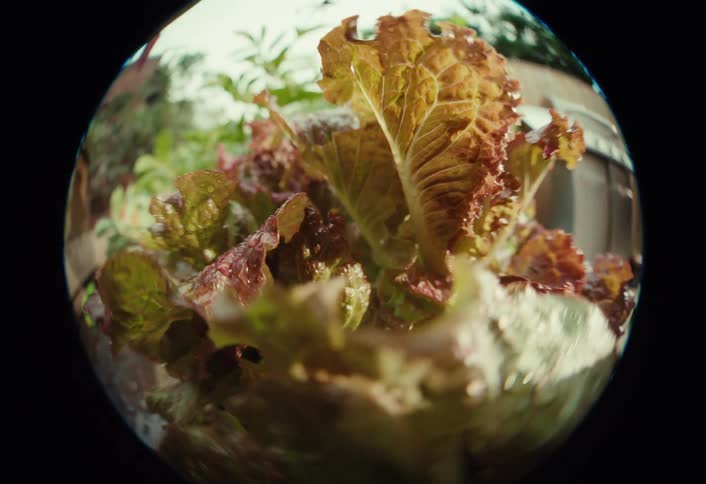 A unique fisheye perspective of fresh, wet red lettuce leaves in a lush garden