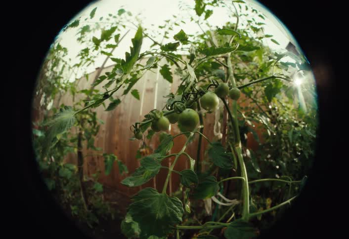 A fisheye lens captures a low-angle view of a green tomato plant growing in a sunny backyard garden