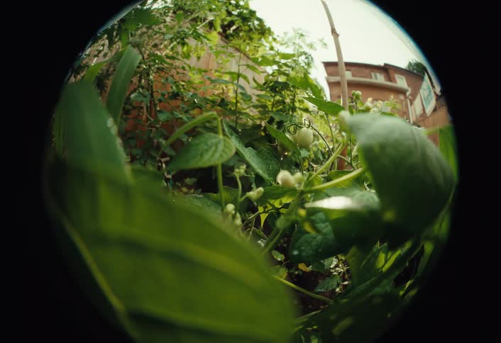 A fisheye lens captures a slow push-in shot of budding green bean plants in a lush backyard vegetable garden