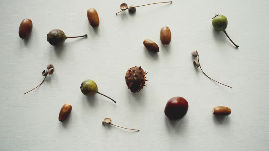 A creative stop-motion animation of various autumn nuts and seeds appearing and disappearing on a white surface