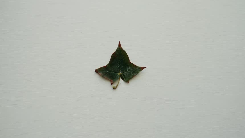 A creative stop-motion animation of various autumn leaves, flowers, and berries forming a beautiful herbarium