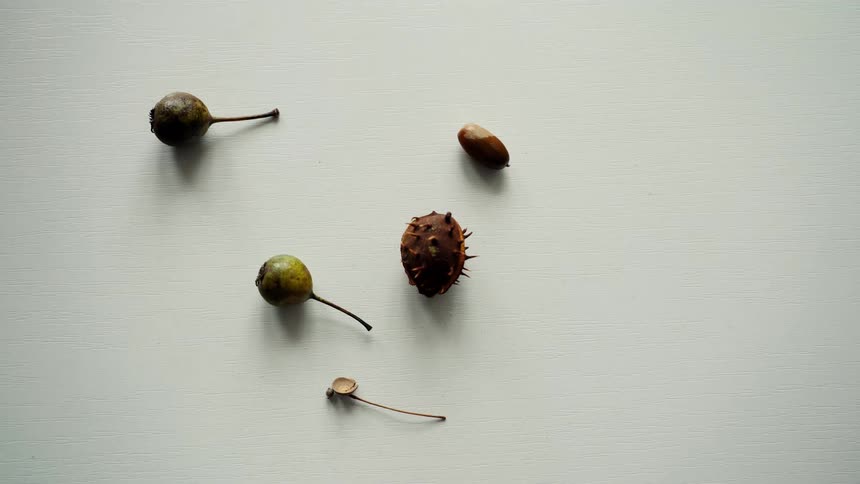 A minimalist stop-motion animation shows autumn acorns, chestnuts, and seeds disappearing from a white surface