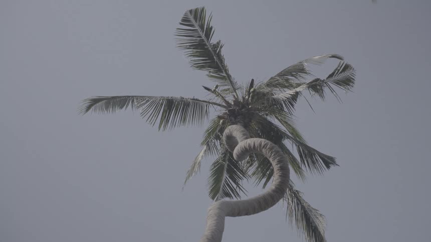 A uniquely curved palm tree sways gently in the breeze against a hazy gray sky
