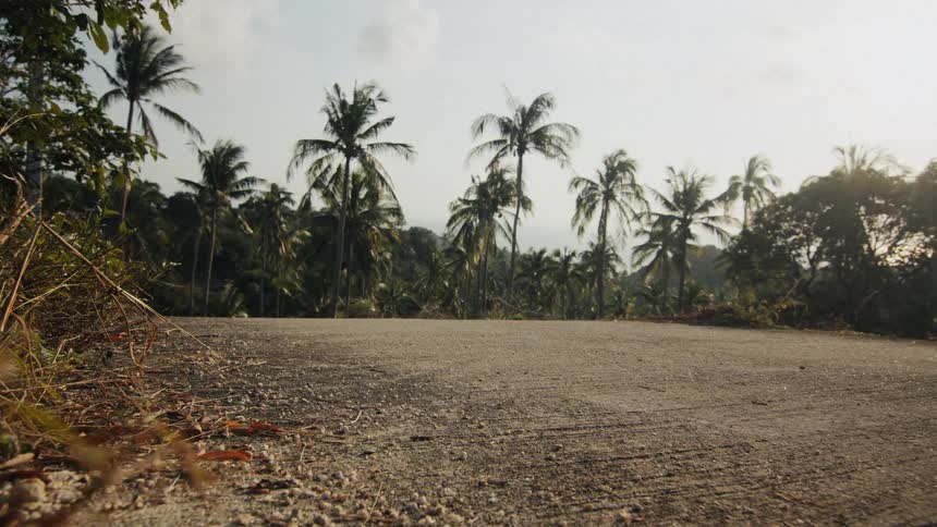 A man on a scooter rides down a sunlit tropical road lined with palm trees in slow motion