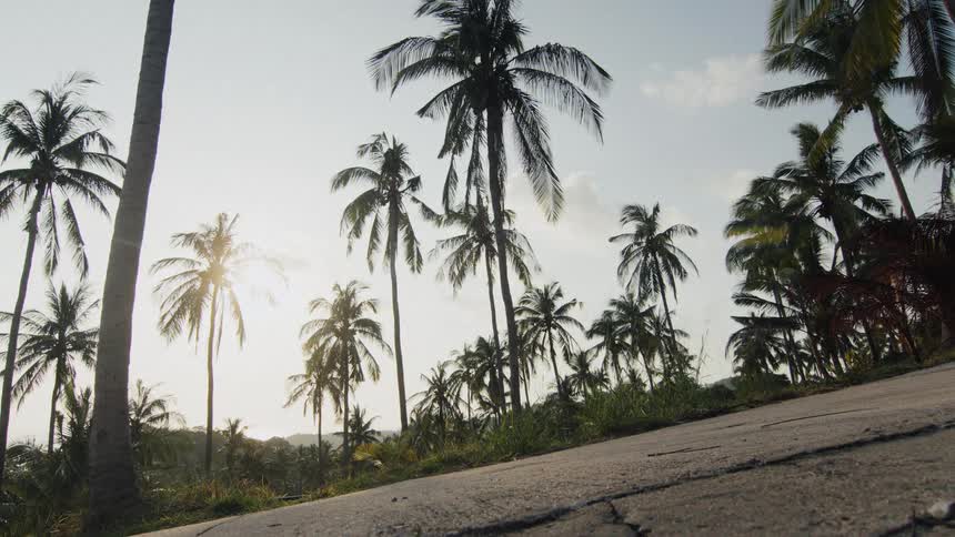A young couple rides a scooter up a scenic tropical road lined with palm trees at sunset
