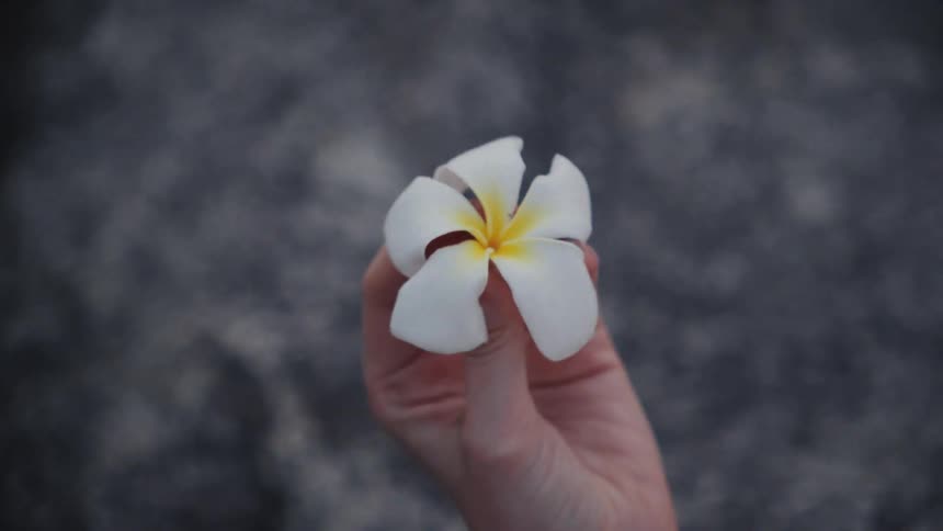 A delicate white plumeria flower with a yellow center is held between two fingers against a blurred background