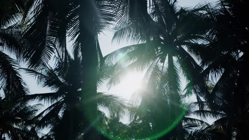 Bright sun shines through the swaying fronds of silhouetted coconut palm trees