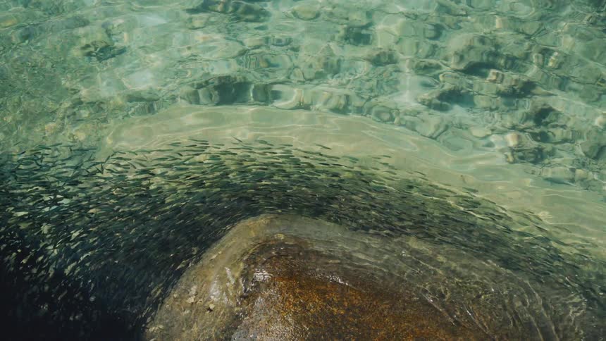 A school of small fish swims in a mesmerizing pattern in crystal clear turquoise water around a large rock