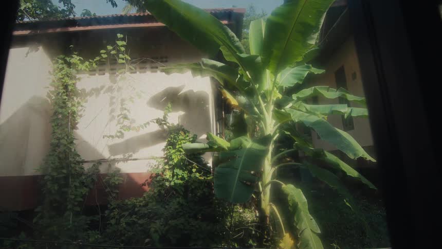 Sunlight streams through a window, illuminating dust motes dancing around a lush banana tree in a dreamy, nostalgic scene