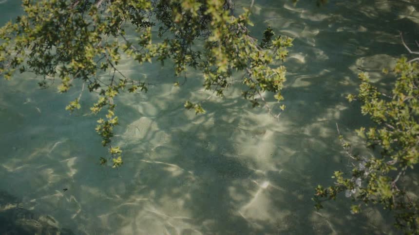 A calming overhead view of sunlight creating patterns on the sandy bottom of clear water under leafy tree branches