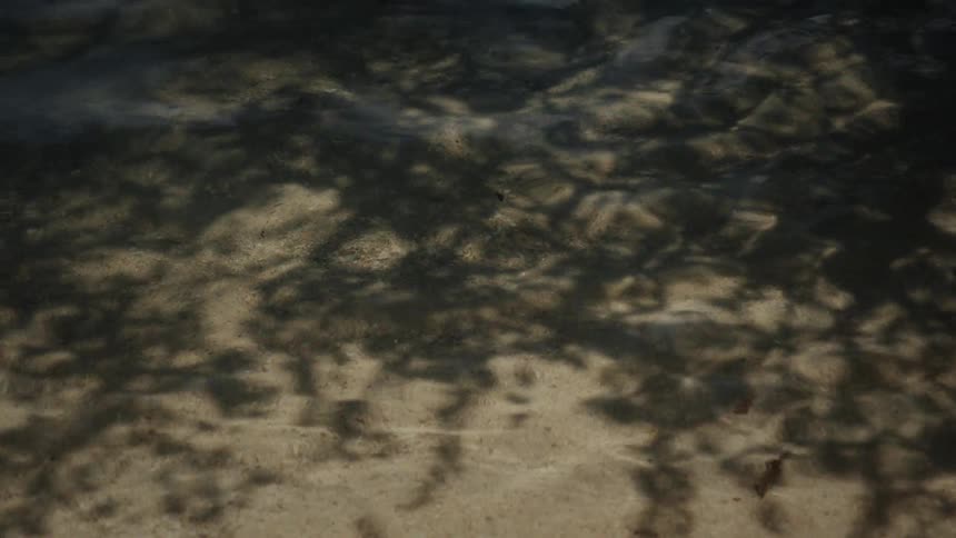 The shadow of a tree dances on the sandy bottom as water gently ripples over it