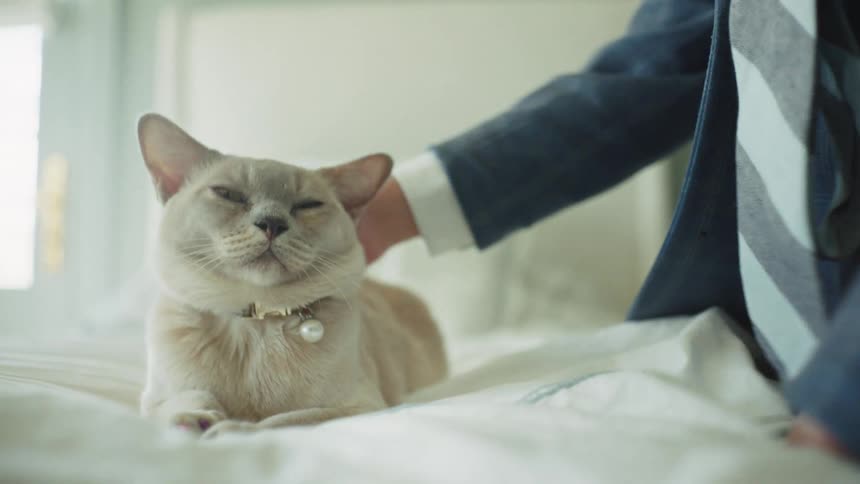 A well-dressed young boy gently strokes his serene cat, who closes its eyes in contentment on a bright, cozy bed