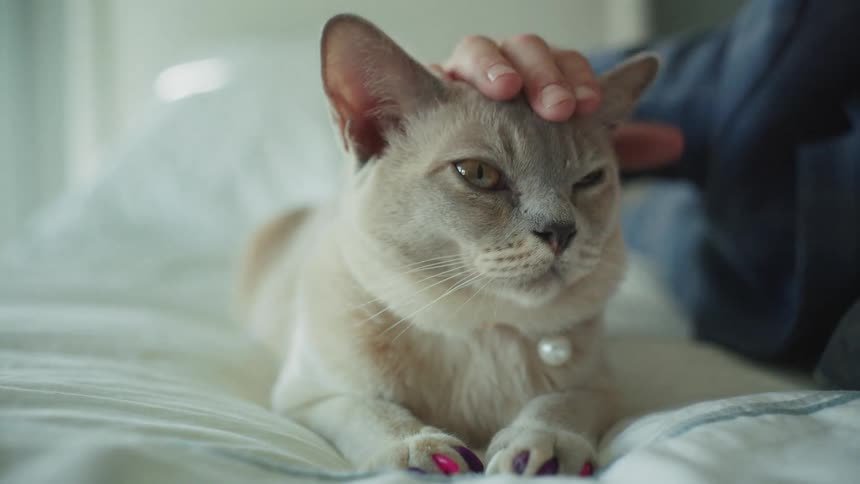 A pampered Burmese cat with brightly colored nails enjoys being petted while lounging on a bed