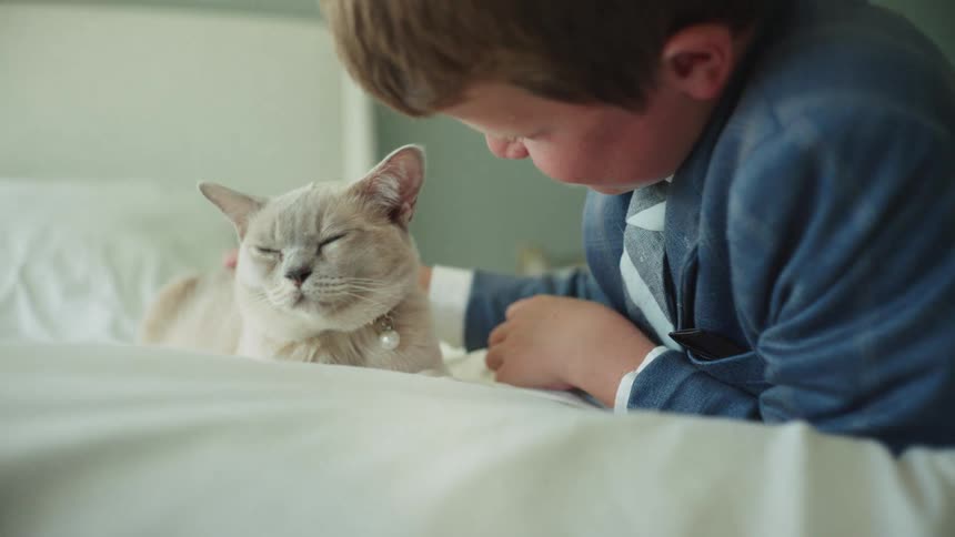A young boy in a blue suit lovingly pets his beautiful cat while lying on a bed with white sheets