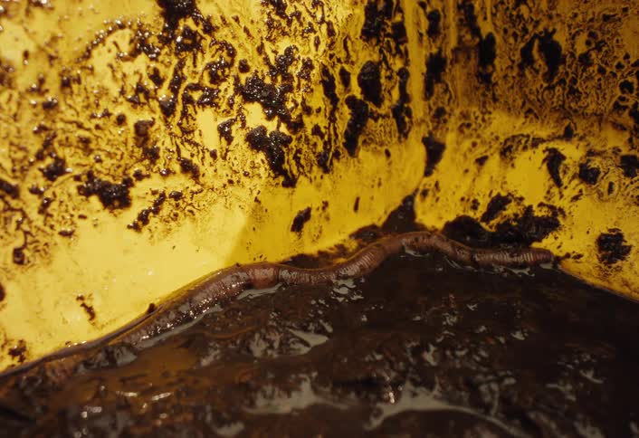 An earthworm burrows into dark, moist soil in the corner of a yellow container